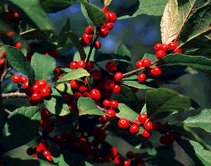 Winter Berry Fruit
